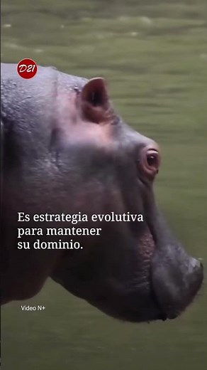 El secreto de los hipopótamos