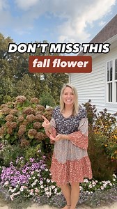 7.9K views · 904 reactions | More fall flowers ⬇️⬇️⬇️ Mums Asters...