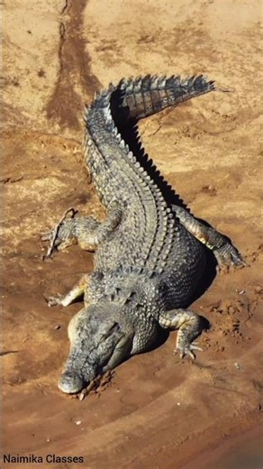 🦎 Reptiles Name for Kids | 10 Reptiles Names in English | Learn Reptiles for Kids