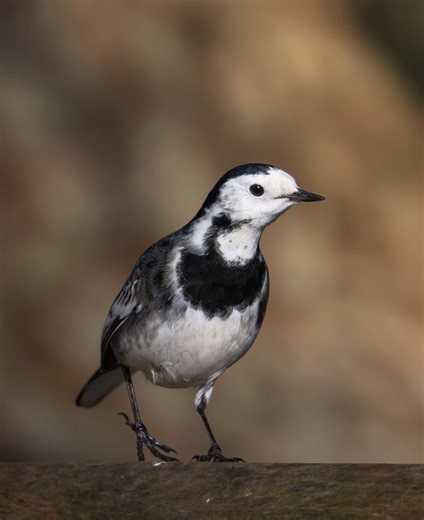 Mastering Wildlife Photography: Behind the Scenes