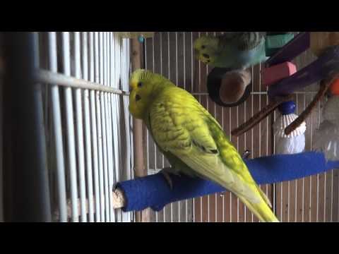 Extremely LOUD Budgies/Parakeets