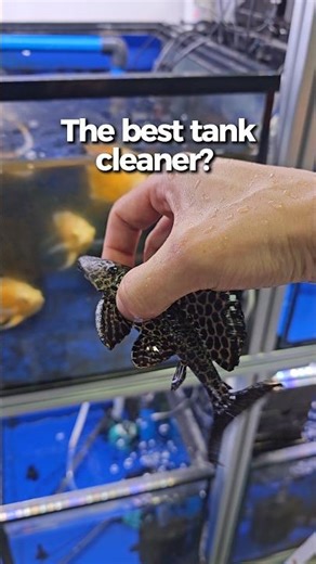 Best fish tank cleaners? #pleco #aquariumhobby #fishkeepinghobby