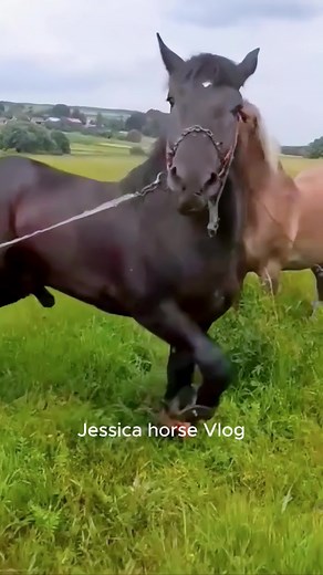 Excited Horse Stallion Meeting Mares | USA