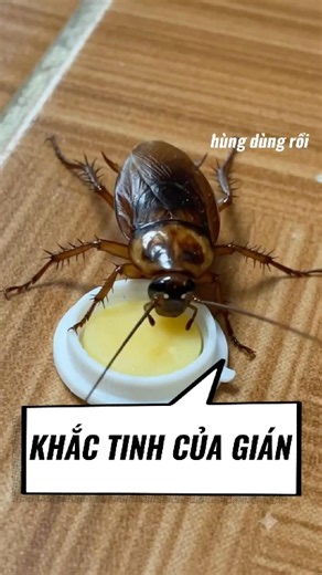 The cockroaches are devouring this! This roach killer is seriously effective #roachkiller