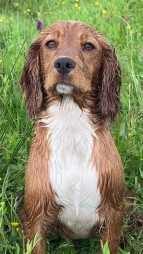 Transforme a saúde do seu cão com alimentação natural! 🐾🍖E-book: https://bit.ly/alimentacaocaesgatos