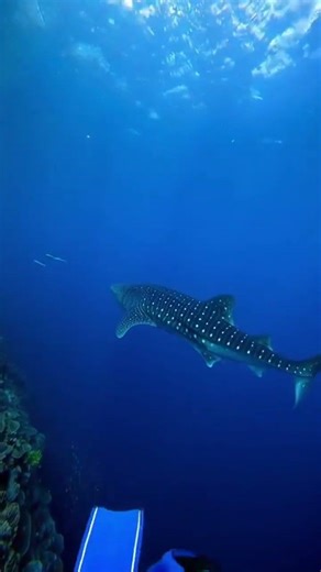 Face to Face with a GIANT: Whale Shark Encounter