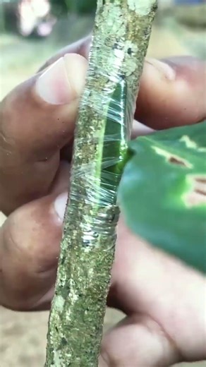 81 Best Grafting 🍋 Lemon Bud on Woodapple Tree EP374