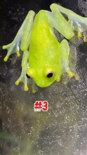 weirdest animals #shorts #viral #animals