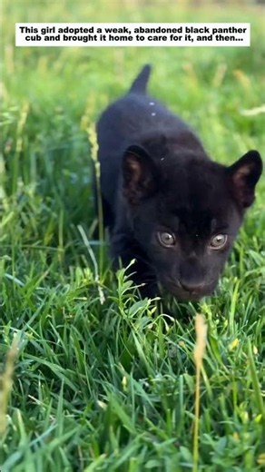 This girl adopted a weak, abandoned black panther cub and brought it home to care for it, then.