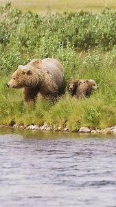 Brown Bear Family 🐻 💛 #alaskasportsmanslodge #fishalaska #alaskalodge #fishinglodge #flyfishing #rainbowtrout | Alaska Sportsman's Lodge