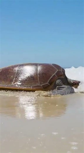 From Sand Trap to Freedom in 15 Seconds 🐢✨