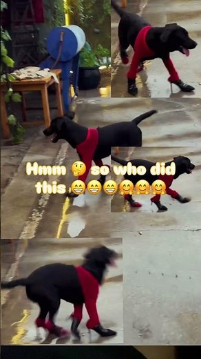 Funny pet 🤩the pet is enjoying kaaaa😍