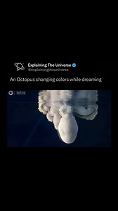 Octopuses usually change their skin color for camouflage or for communication but during sleep, environmental factors no longer trigger these patterns. The researchers inferred that the color changes during sleep results from independent brain activity! Let us know your thoughts below!#memes #explore #reels | Explaining Everything