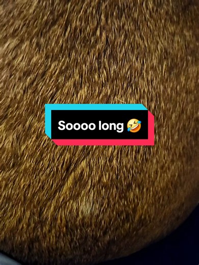 Loving Maggie is easy 🥰🥰🥰 #dogsoftiktok #bassethoundsoftiktok #dogmomsoftiktok