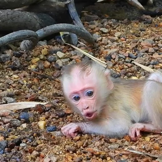 Baby Monkey Rescued from a Hole: Heartwarming Story