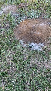 81K views · 111 reactions | ASMR: Spraying Insecticide 狼 Grab our Compare N' Save Indoor/Outoor Insecticide this holiday season: https://www.raganandmassey.com/cns-bifenthrin.html | Ragan & Massey | Facebook