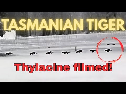 Mainland Thylacine Filmed October 2025