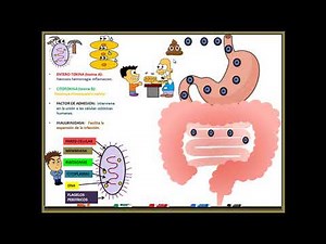 Clostridium Difficile
