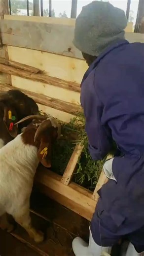 Alfalfa isn’t just feed — it’s the foundation of a winning herd.Rich in high-quality protein, energy, calcium, and essential minerals, lucerne supports fast growth, solid muscle development, and top condition. For breeding stock, it boosts fertility, improves milk yield, and speeds up recovery after kidding. For young stock, it builds frame, depth, and long-term performance potential. When fed correctly as part of a balanced ration, Alfalfa improves feed efficiency, rumen health, and nutrient ab