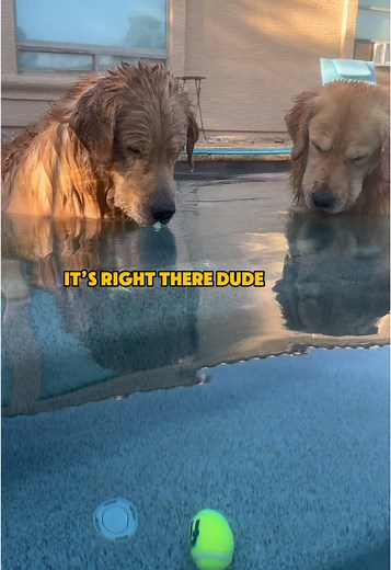 Navy SEAL Dog Voiceover: Hilarious Pool Adventures