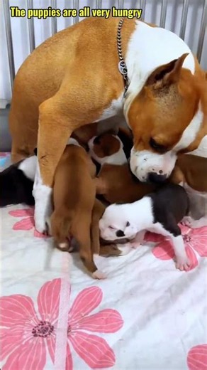 귀여운 강아지 만나보세요 / 愛らしい子犬に出会おう #JapanDogs #KoreaPuppies