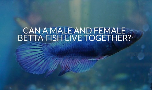 Can A Male & Female Betta Fish Live Together? 2024 Updated