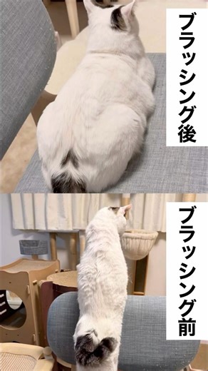 ブラッシングは、毛並みを整えるだけじゃない。愛猫の『健康』と『安心』を同時に届ける大切な時間。今日もお疲れ様、の気持ちを込めて極上のリラックスを。 #魔法のペットブラシ #sharr #pr