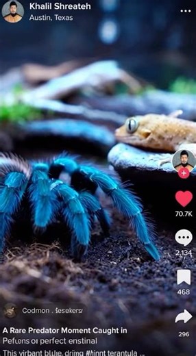 A Rare Blue Tarantulas Moment Caught in Perfect Detail