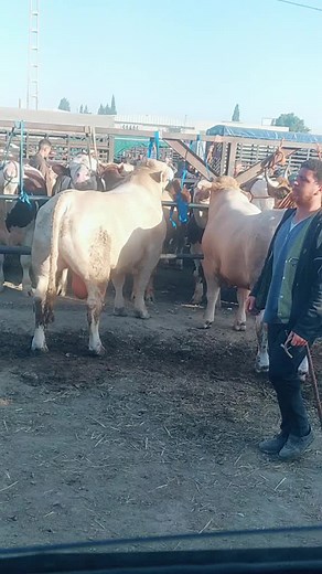 Vidéos de 🇩🇿ZOUHIR Ess🇩🇿 (@z___o___h__iress) avec الصوت الأصلي - Monsof Herhour