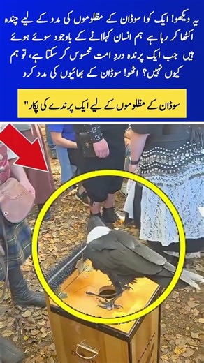 🌍 A Lesson in Humanity from a Bird: Standing with Sudan