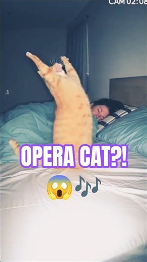Orange Cat Sings Opera 😹🎶 Wakes His Sleeping Owner | #Shorts
