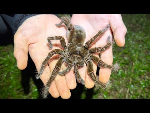 The "world's largest spider," the Goliath birdeater, was captured in the forests of South America!