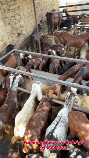 Sd Goat Farm #9116511323 . . . . . . . . . . . . . . . . . #bakramandi #bakraeid2025❤️😍🥰 #bakraeid #9116511323 #sirohi #bakripalan #farming #bakra #राजस्थान_का_सबसे_बड़ा_goat_फार्म #insta #bakri #bakridmubarak🌙️ #bakrid #viralvideos #viralreels #video #vibes #animal #animales #animalstagram #viralvideos #viralreels #vintage #vida #insta #instamood #instagram #instafood | Sd Goat Farm