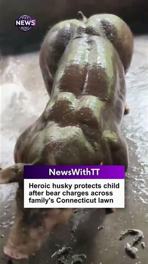 Enormous pig goes viral after stunning viewers with incredible size online