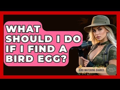 What Should I Do If I Find A Bird Egg? - Bird Watching Diaries