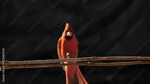 Cardinal Bird Lands on a Branch in Slow Motion