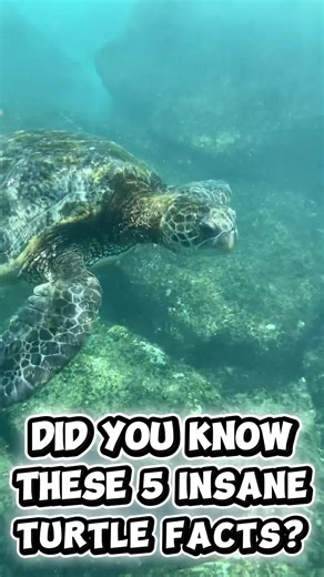 Five Amazing Facts About Turtles You Didn't Know