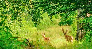 Top 5 Best Southern Whitetail Hunting States