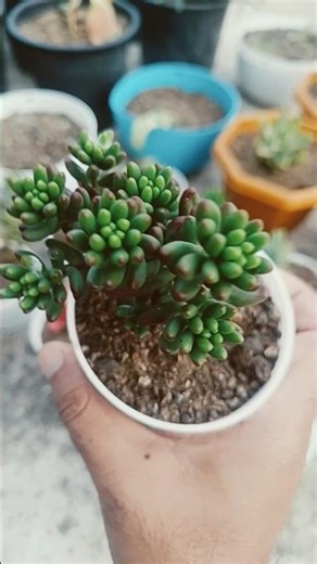 succulent shopping #succulent #plants #plantshopping #shopping