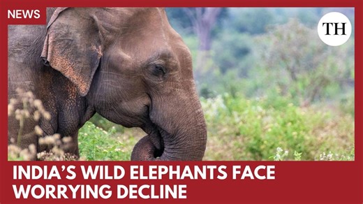 Watch: India’s wild elephant population declines in first-ever DNA-based census