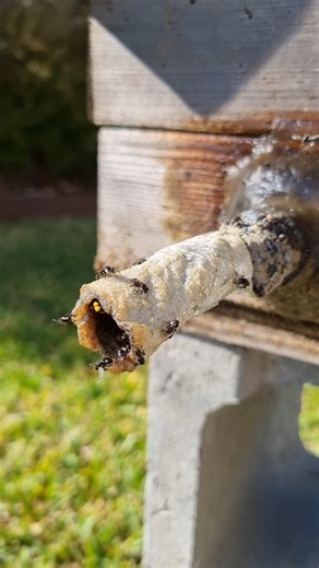 20 reactions | I feel for stingless bees during these cold winter...