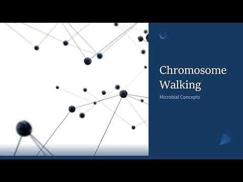 Chromosome Walking | Microbiology | Molecular biology | Theory