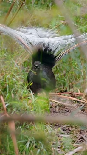 Birds with various sounds⁉️ #uniquefacts #birds #entertainment #animals #shortvideo