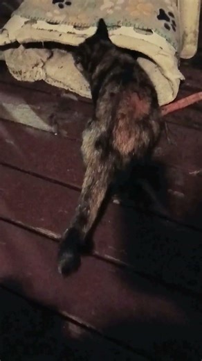 update on Miss Kitty and Bagheera ❤️#tortiecats #voidcats #checkin #safeanimals #stillhere