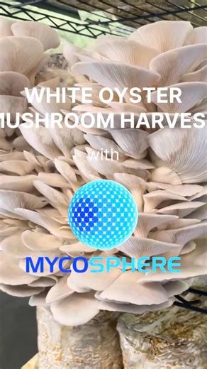 Harvest White Oyster Mushrooms in the Philippines
