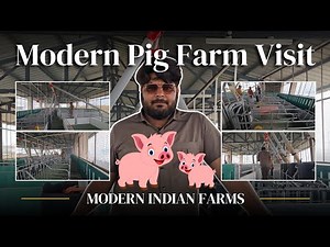 Visit to Modern Pig farm in India. Full Pig Farm tour with Modern Pig farming equipment details