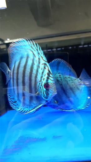 1.8K views · 34 reactions | Cobalt Blue Eş 16-17cm Malezya Discus...