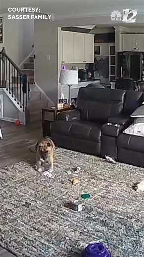 Dogs sets house on fire after getting hold of a lithium battery. | WXII 12 NEWS