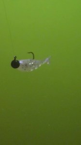 A bite-sized swimbait that gets eaten by crappies, panfish, trout and all species, the 1.75-inch Shad FryZ represents small shad and baby panfish—among the most preferred forage foods of big panfish. Thin, deep-bodied profile transitions to a segmented tail section and special swimming tail; soft ElaZtech material yielding subtle swimming motion at almost any retrieve speed, including on the fall. 10X Tough ElaZtech construction resists tail bite offs and boasts the highest fish-per-bait ratio a