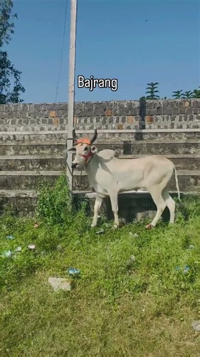 🐂 गावातली नंबर 1 बैलजोडी ❤️#viral #bailgadasharyat #oxrace